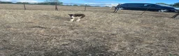 Border Collie dogs for sale: Pup 13 weeks old  in Rushden - Advert 3