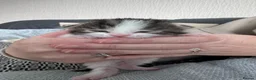 Domestic Shorthair cats for sale: Stunning little tabby/white girl kitten. - Advert 4