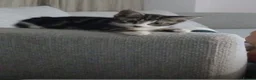 European cats for sale: Grey and white tappy domestic shorthair for sale in London - Advert 4