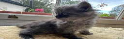 Perdoll cats for sale: ✨ Stunning & Rare Persian x Ragdoll  ✨  in London - Advert 18