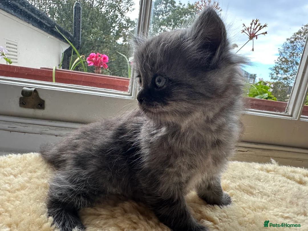 Perdoll cats for sale: ✨ Stunning & Rare Persian x Ragdoll  ✨  in London - Advert 18