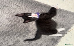 Mixed Breed cats for sale: Beautiful Kittens for sale!  - Image 6