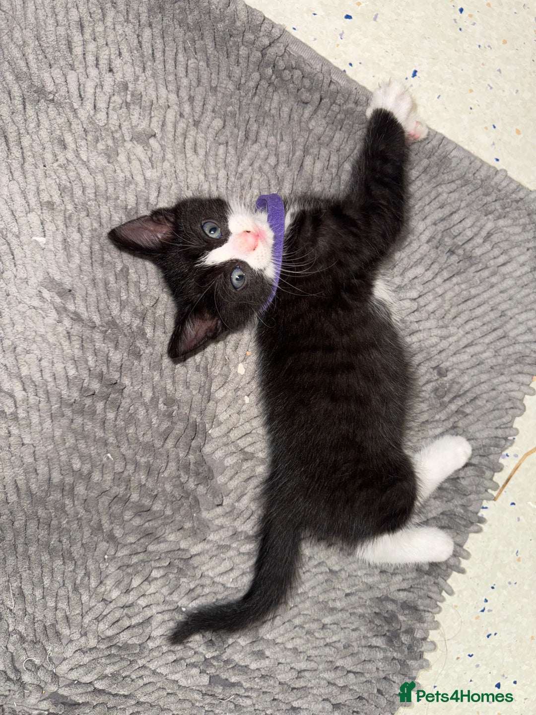Mixed Breed cats for sale: Beautiful Kittens for sale!  - Image 6
