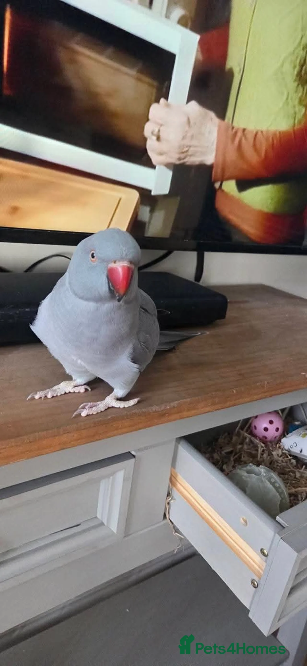 Ringnecks birds for sale: Unsexed indian ring neck - Advert 2