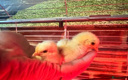 Chickens poultry for sale: VARIOUS DAY OLD CHICKS  - Image 2