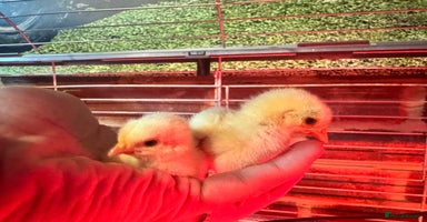 Chickens poultry - Advert 16