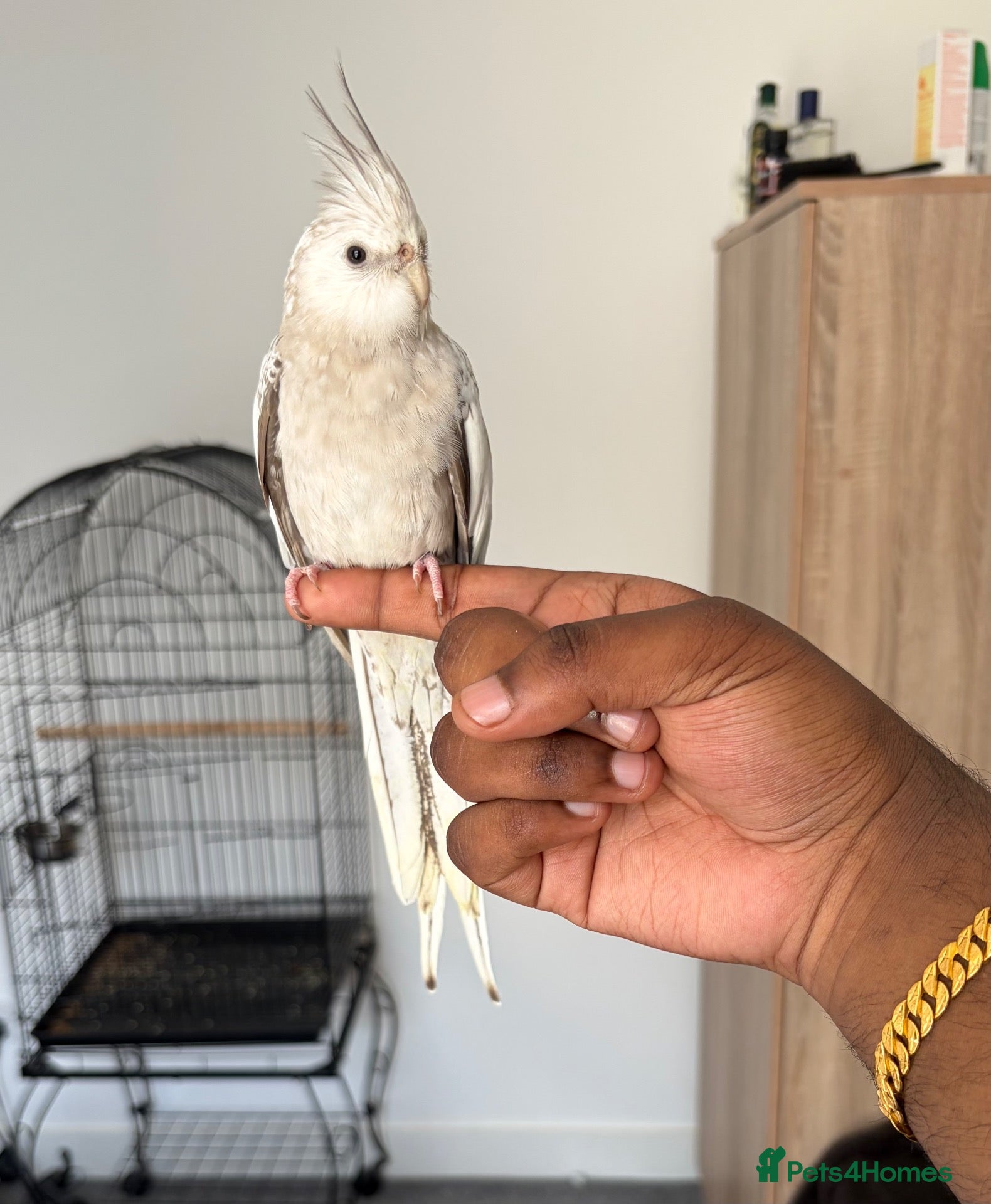 Cockatiels birds Hand Reared White Face Baby Cockatiel - Advert 1