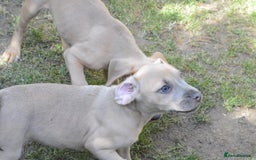Mixed Breed dogs for sale: Mixed Breed Pups - Image 15