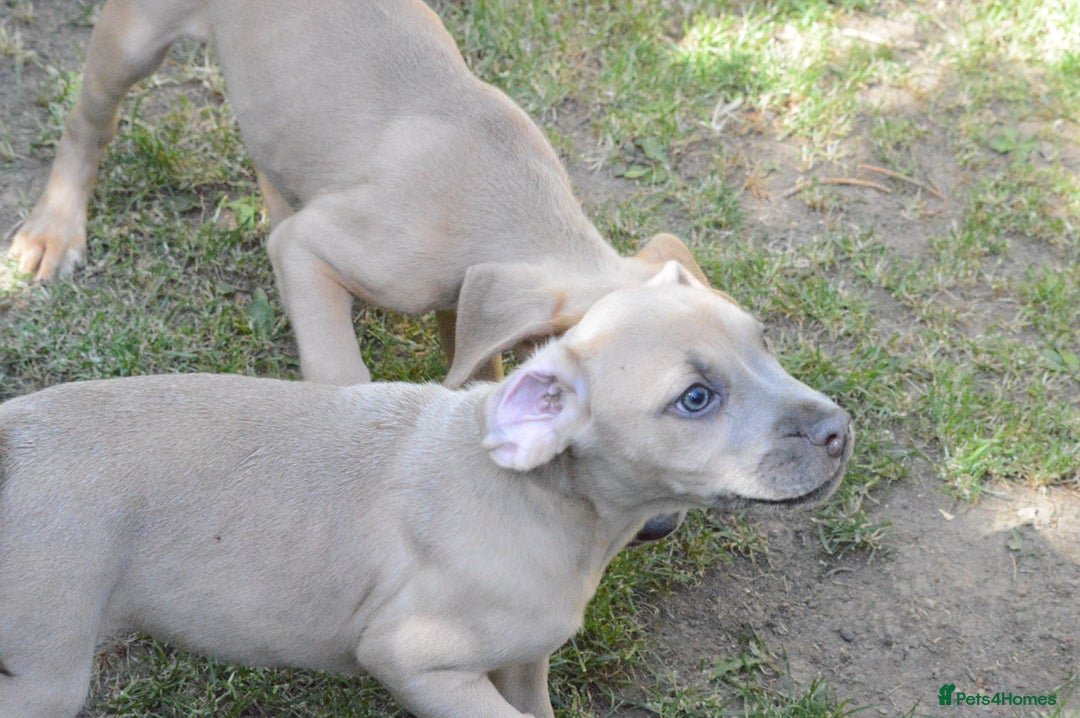 Mixed Breed dogs for sale: Mixed Breed Pups - Image 15