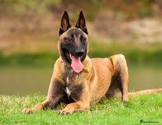 Belgian Shepherd Dog dogs Malmois - Advert 3