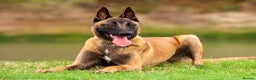 Belgian Shepherd Dog dogs for sale: Malmois - Advert 1