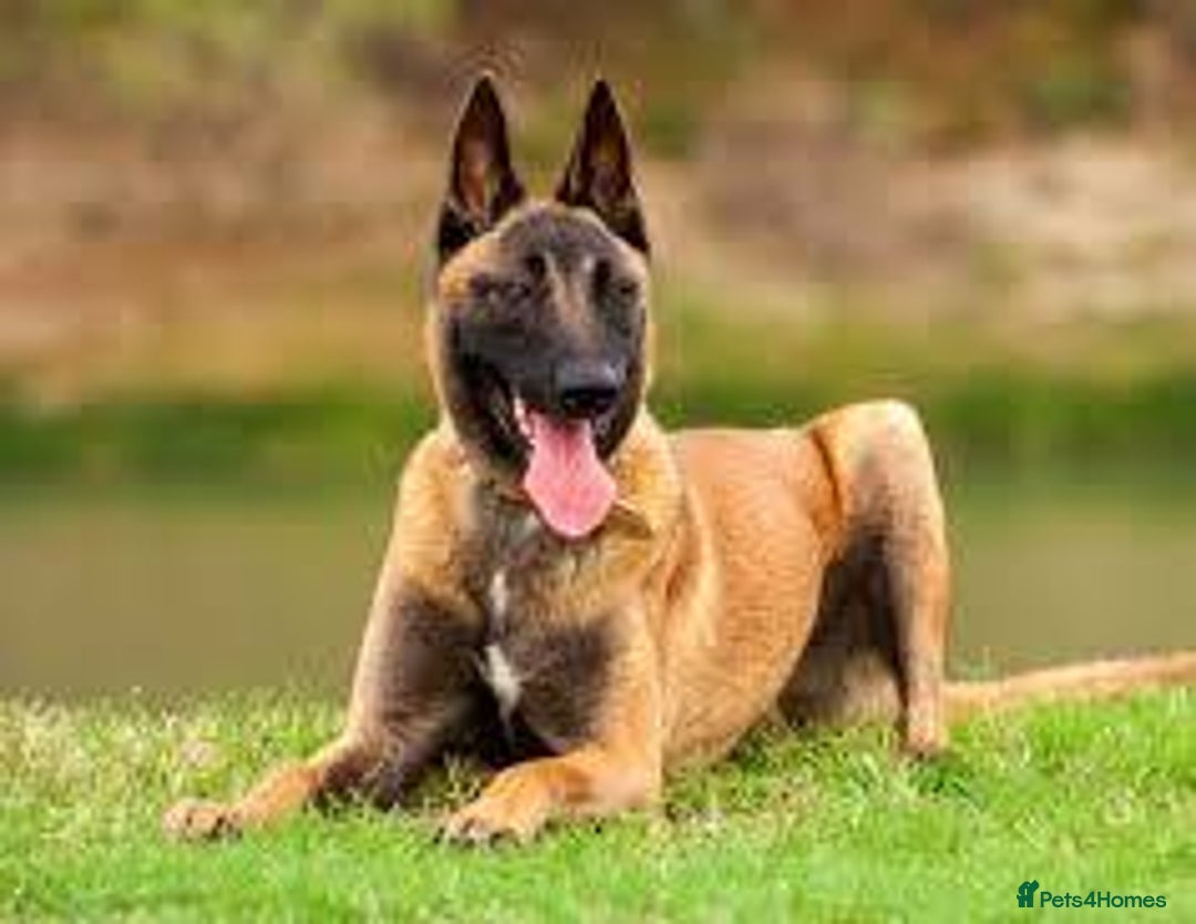 Belgian Shepherd Dog dogs for sale: Malmois - Advert 1