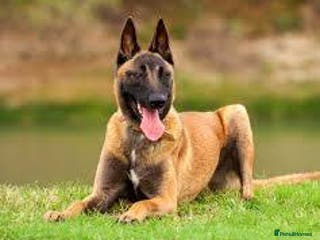 Belgian Shepherd Dog dogs Malmois - Advert 3
