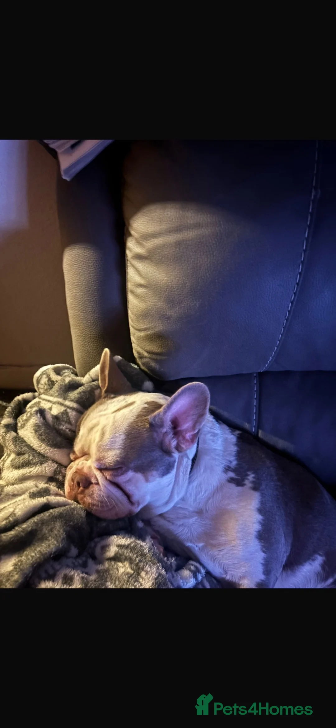French Bulldog dogs for sale: 18 month old French Bulldog  in Southend-on-Sea - Advert 3