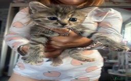 Bengal cats for sale: 3 bengal x cross kittens  - Image 10