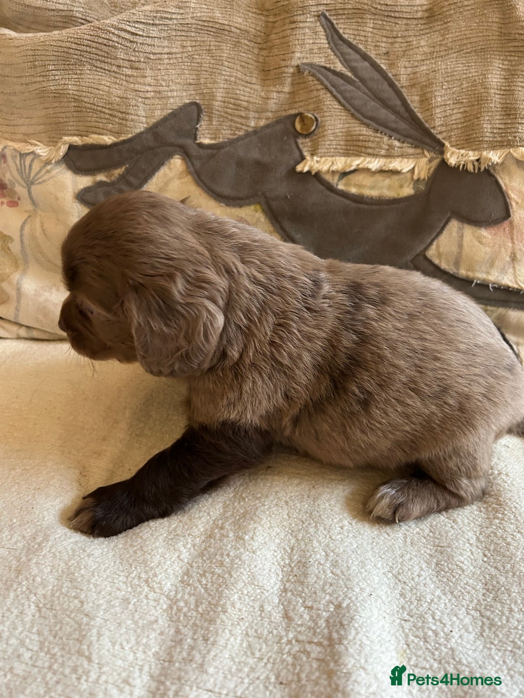 Cocker Spaniel dogs for sale: STUNNING WORKING COCKER SPANIEL PUPS - Advert 15
