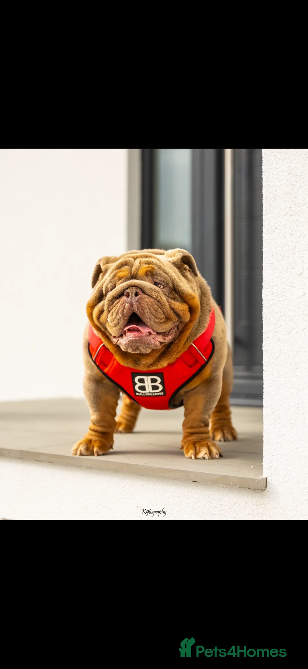 English Bulldog dogs for sale: FULL SUIT ENGLISH BULLDOGS  - Advert 8