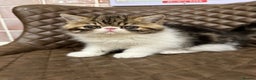 Exotic cats for sale: Brown Tabby/white exotic boy - Advert 3