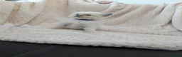 Ragdoll cats for sale: Ragdoll Kittens - Advert 13