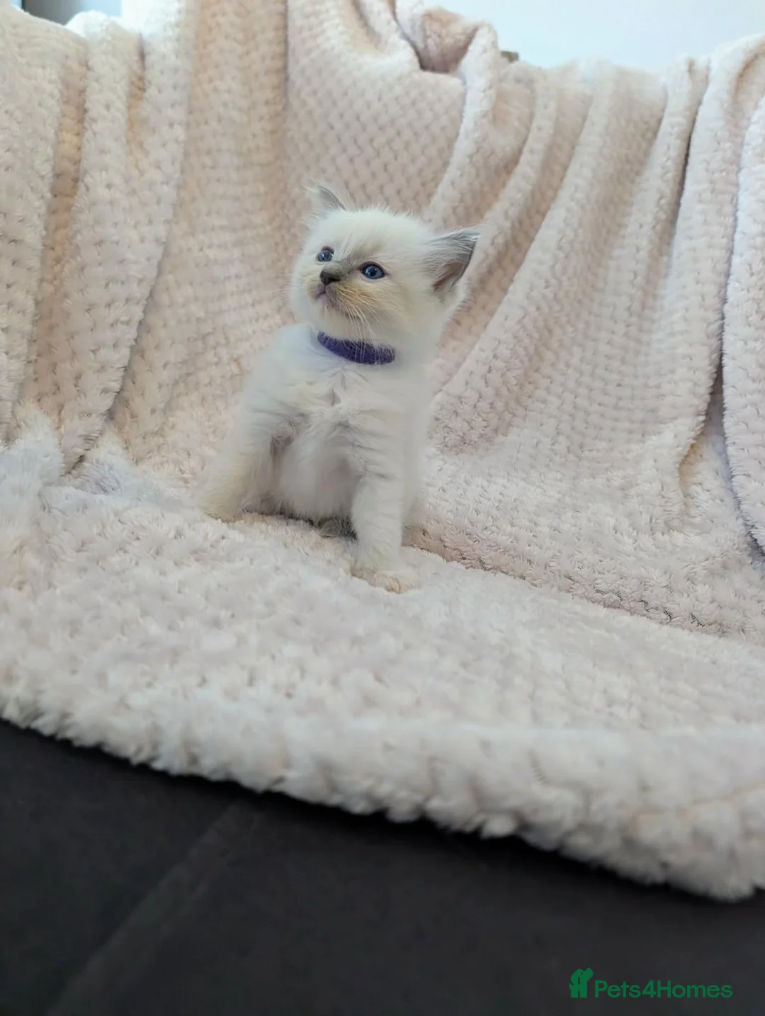 Ragdoll cats for sale: Ragdoll Kittens - Advert 13