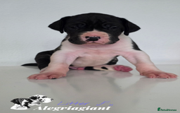 Great Dane dogs for sale: Fabolous Great danes  - Advert 11