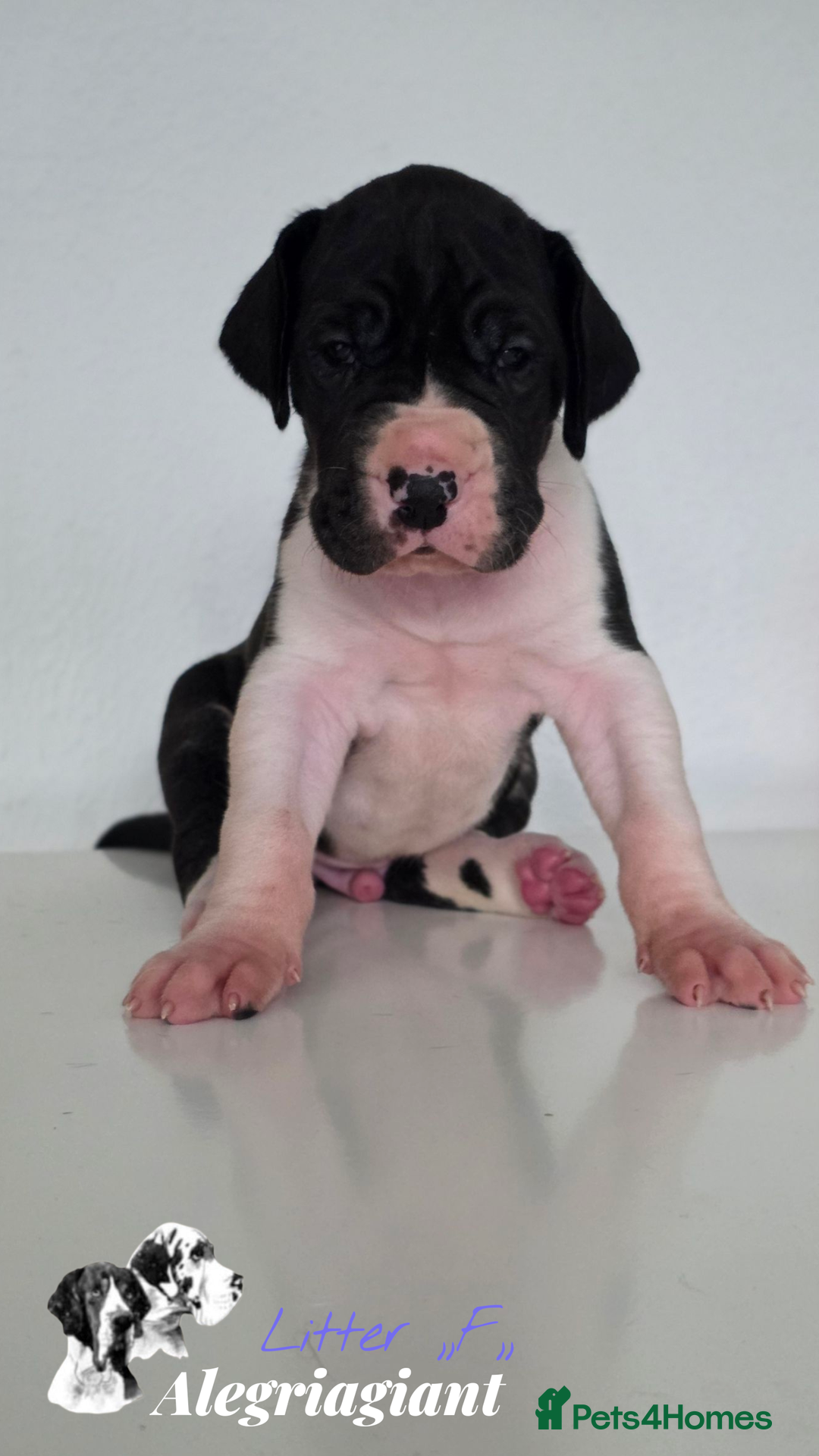 Great Dane dogs for sale: Fabolous Great danes  - Advert 11