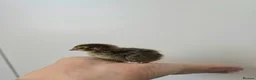 Quail poultry for sale: Quail Chicks  in Great Yarmouth - Advert 3