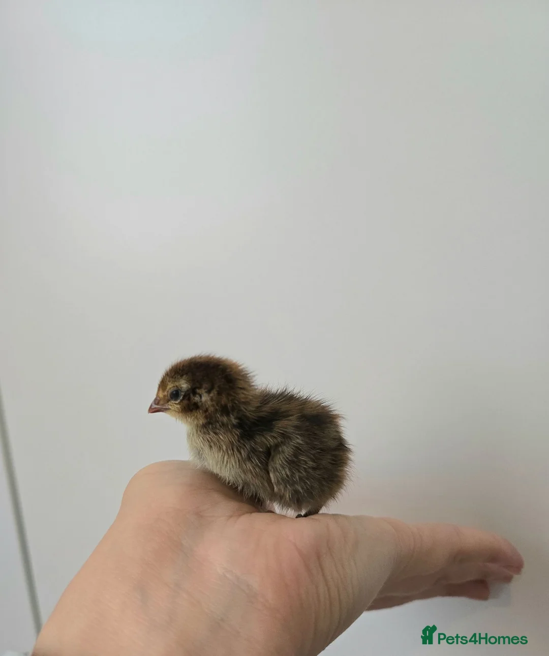 Quail poultry for sale: Quail Chicks  in Great Yarmouth - Advert 3