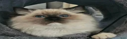 Ragdoll cats for sale: Tica registered ragdoll stud for sale - Advert 11