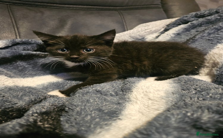 Mixed Breed cats - Advert 7