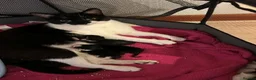 Mixed Breed cats for sale: Litter of Black & Black-and-White Kittens in Inverurie - Advert 6