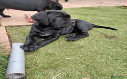 Cane Corso dogs for sale: Cane Corso puppies 14/11/25 - Image 23