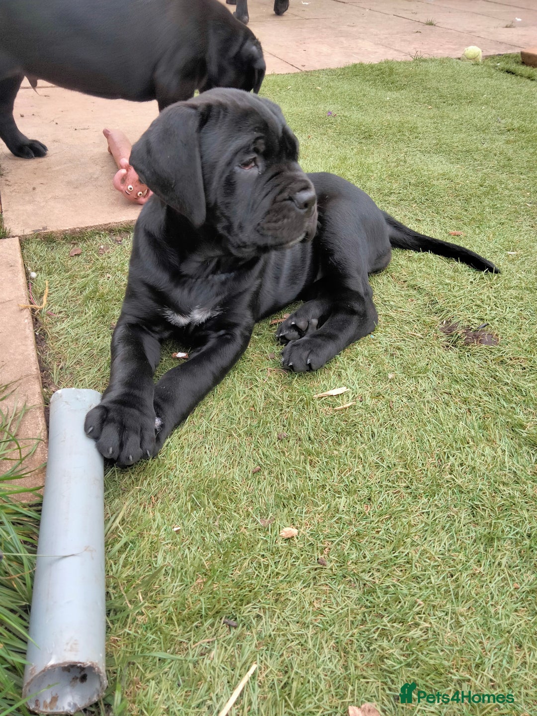 Cane Corso dogs for sale: Cane Corso puppies 14/11/25 - Image 23