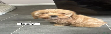 Cavapoo Puppy 3