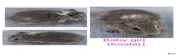 Guinea Pig rodents for sale: Baby guinea pigs  - Advert 7