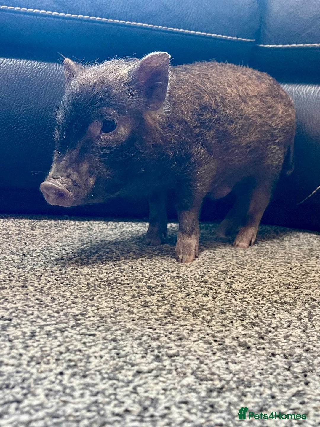 Pig livestock for sale: Real life miniture Richard ham micro pig  - Advert 15