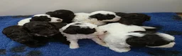 Cockapoo dogs for sale: F1b chocolate & parti roan cockapoos.HEALTH TESTED - Advert 16