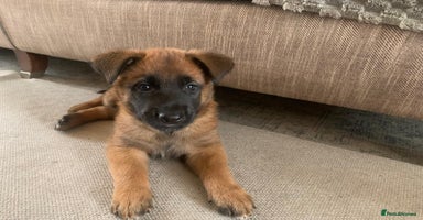 Belgian Shepherd Dog dogs in Leeds - Advert 13