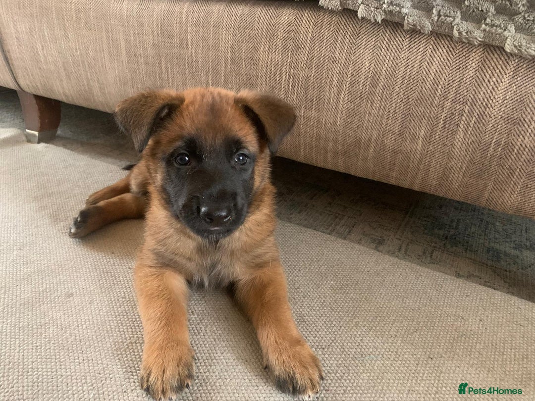 Belgian Shepherd Dog dogs for sale: KC registered Male Belgian Malinois pup  in Leeds - Image 1