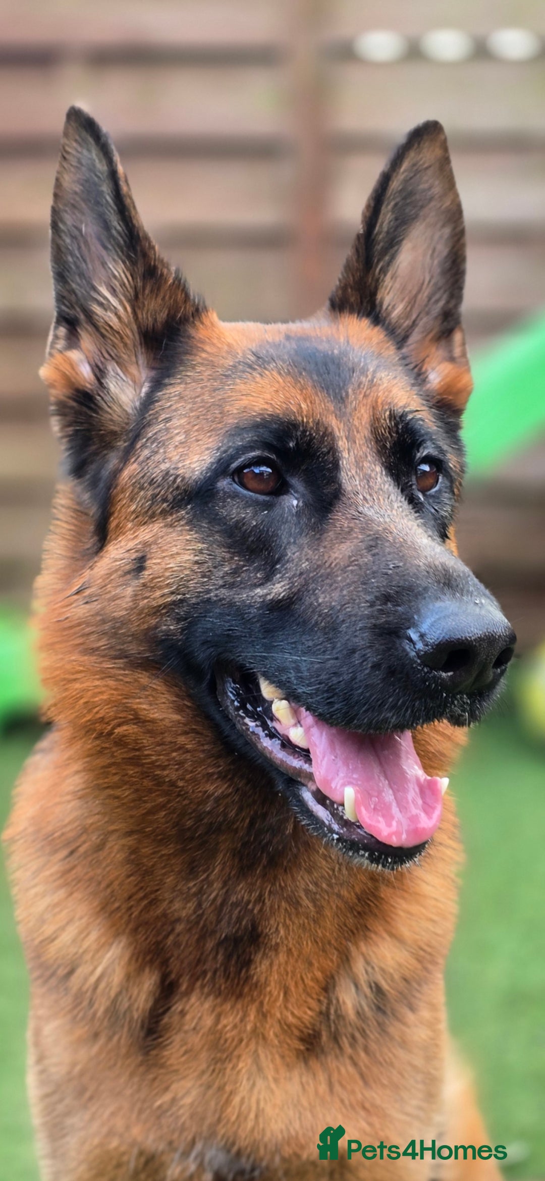 German Shepherd dogs for sale:  Exceptional German Shepherd Dog Puppies – KC Reg - Advert 1