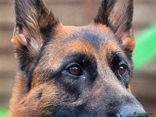 German Shepherd dogs Exceptional German Shepherd Dog Puppies – KC Reg - Advert 1