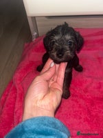 Mixed Breed dogs Miniature Schnoodles - Advert 4