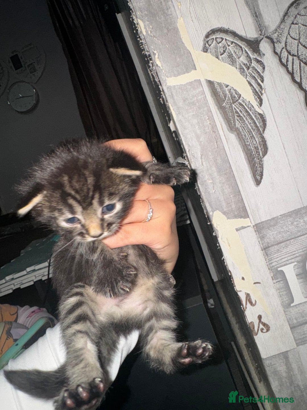 Mixed Breed cats for sale: 2 male 2 female beautiful kittens - Image 10