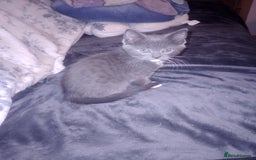 Mixed Breed cats for sale: Amazing kitten's  - Advert 4