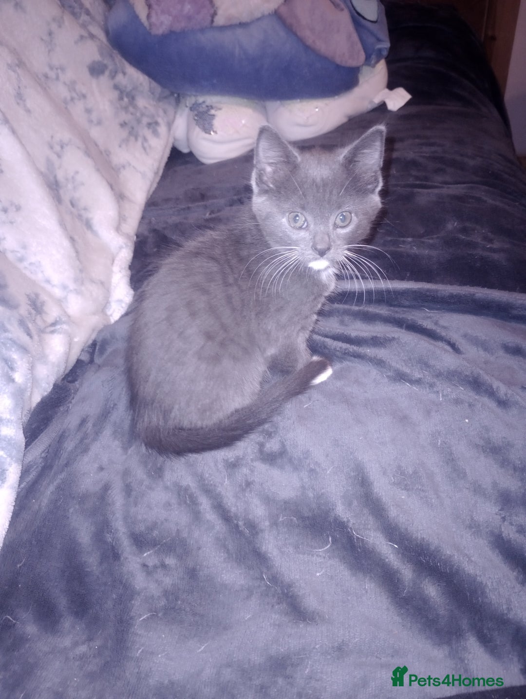 Mixed Breed cats for sale: Amazing kitten's  - Advert 4