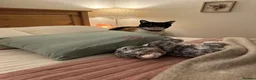 Mixed Breed cats for sale: cute cat in Sheffield - Advert 12
