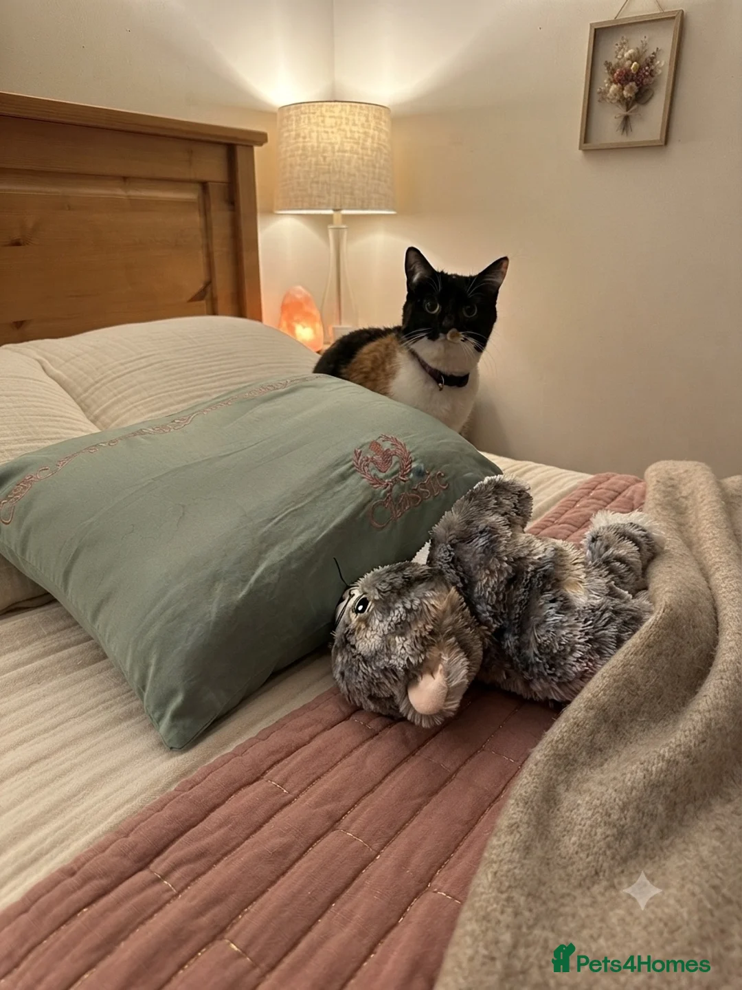Mixed Breed cats for sale: cute cat in Sheffield - Advert 12