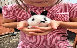 Mixed Breed rabbits for sale: Mixed breed baby bunnies  - Image 4