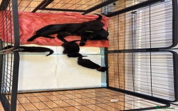 Mixed Breed cats for sale: Beautiful black kittens for sale  - Image 5