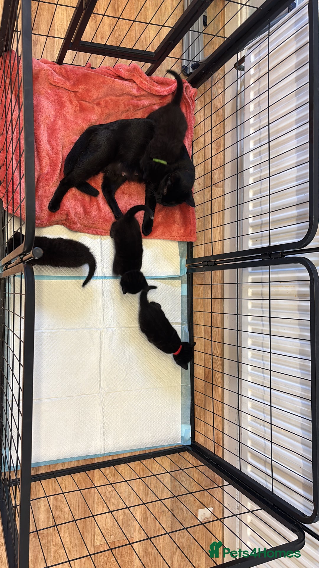Mixed Breed cats for sale: Beautiful black kittens for sale  - Image 5